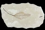Two Fossil Leaves (Celtis and Mimosites)- Green River Formation, Utah #110358-1